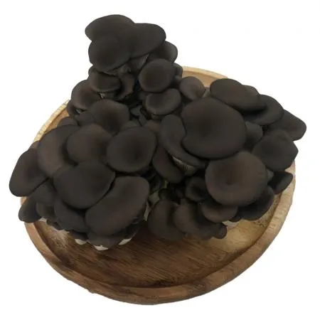 느타리버섯(국내산) 2kg/박스 이미지