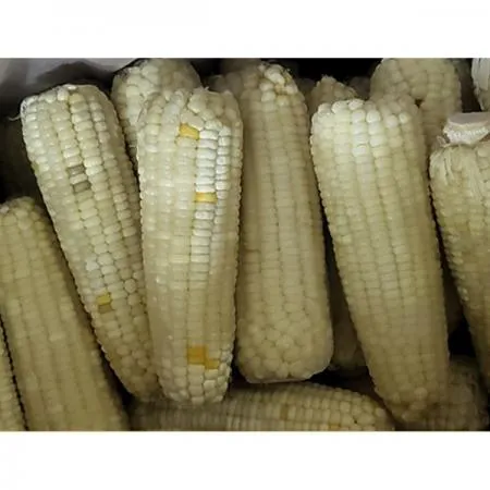 백찰옥수수 20kg (60개입)