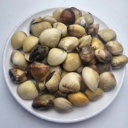 백합조개 5kg 베트남 식당 업소용 이미지