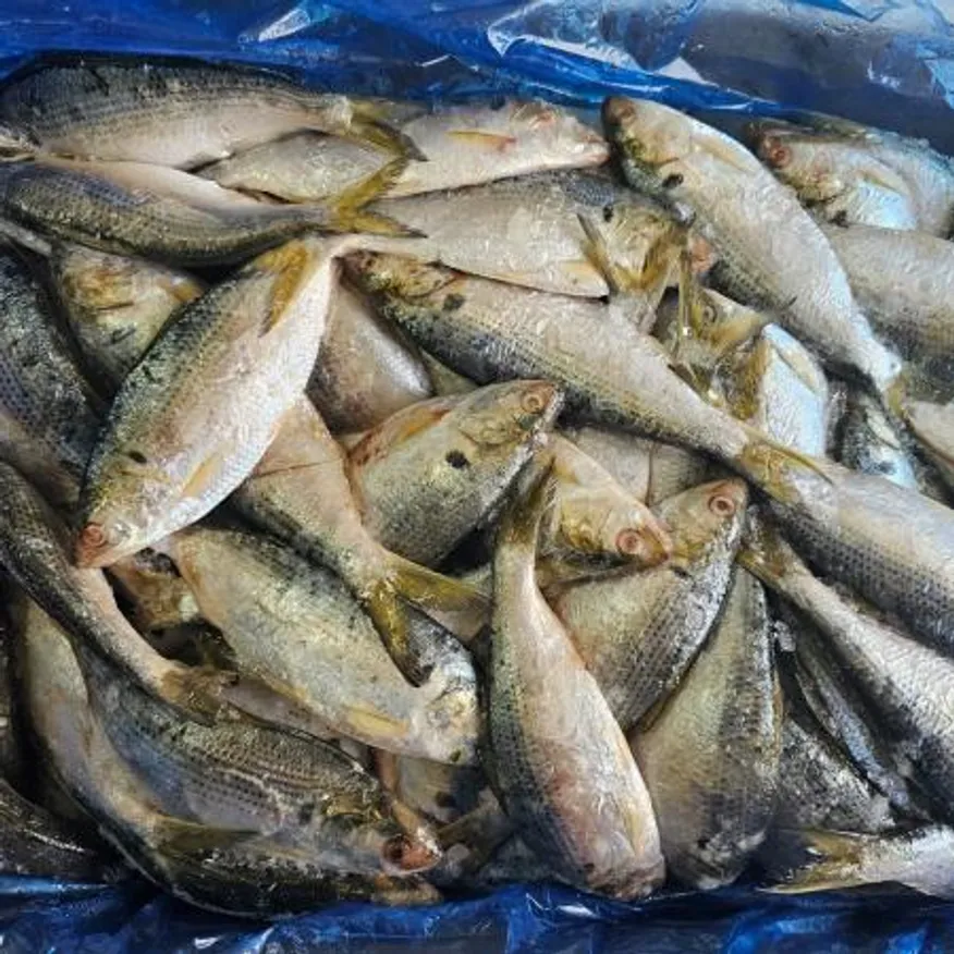국내산 냉동 전어 10kg 급냉 활전어 구이 찌개용 이미지