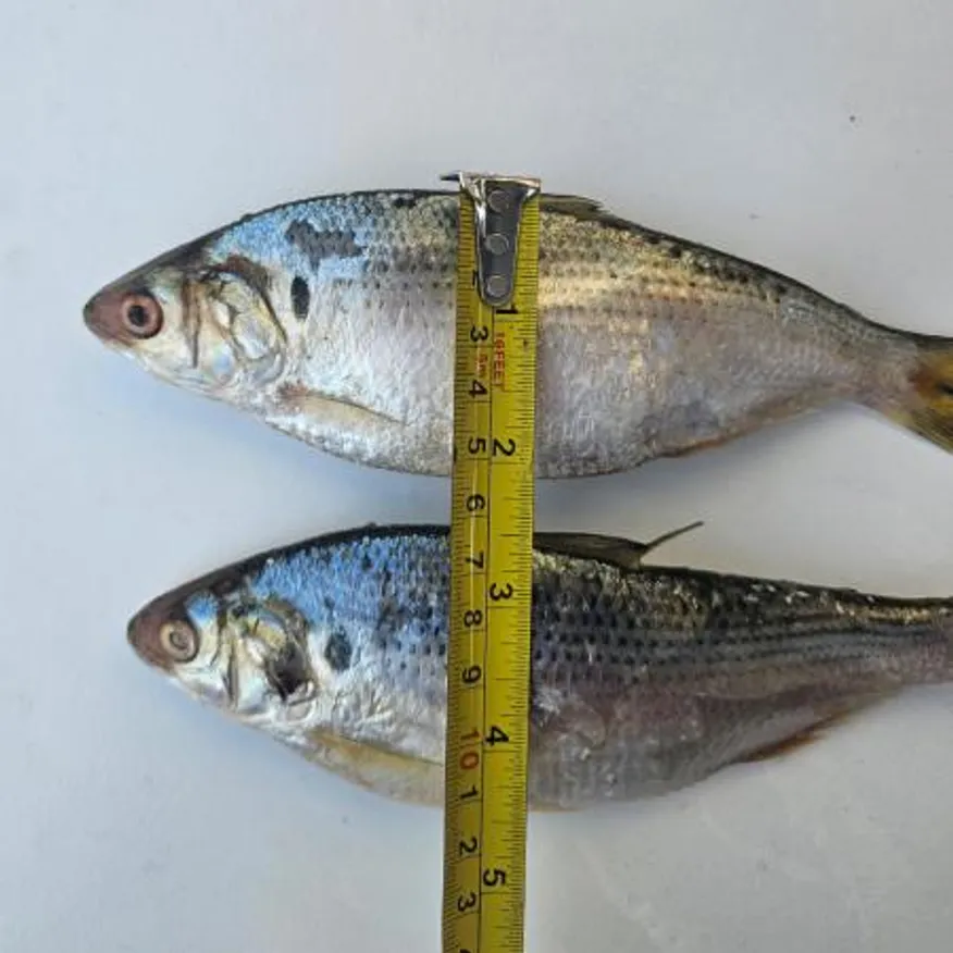 국내산 냉동 전어 10kg 급냉 활전어 구이 찌개용 이미지