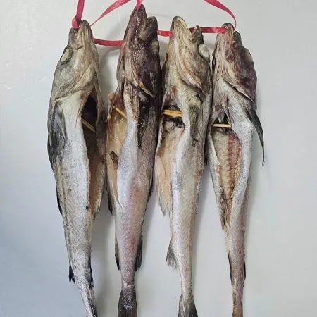 반건조 코다리 4미 12코 총 48마리 냉동 명태 동태 이미지