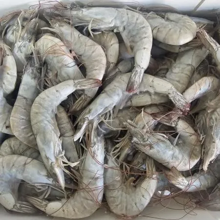 대하새우 흰다리새우 12kg (2kg x 6팩) 페루 4150