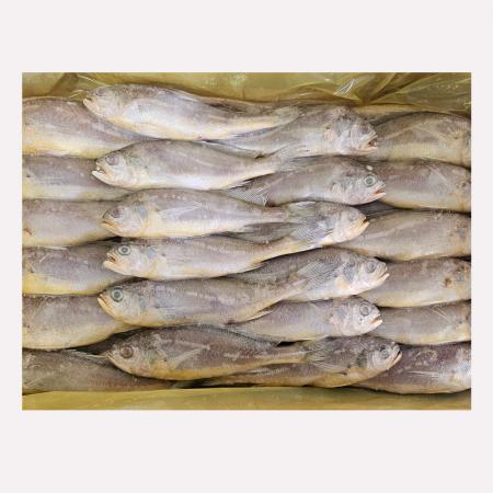 봉화 참조기 3.5kg 중 50미~52미