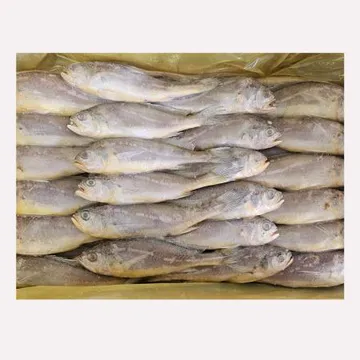 봉화 참조기 3.5kg 중 50미~52미