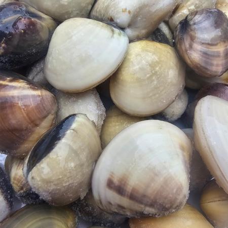 백합조개 5kg 인도네시아 식당 업소용