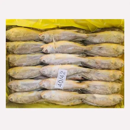 봉화 참조기 3.5kg 대 40미~42미 이미지