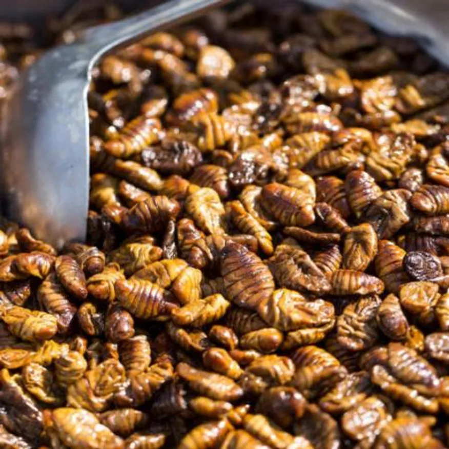 번데기 4kg 간식 술안주 번데기탕 이미지