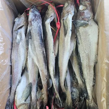 반건조 코다리 4미 12코 총 48마리 냉동 명태 동태 이미지