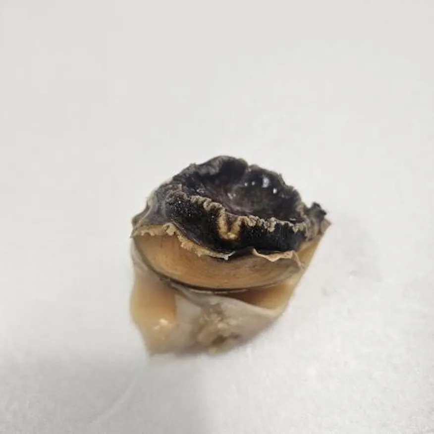 A급 참소라10kg L 피뿔고동살 소라살 업소용 도매용 벌크 이미지