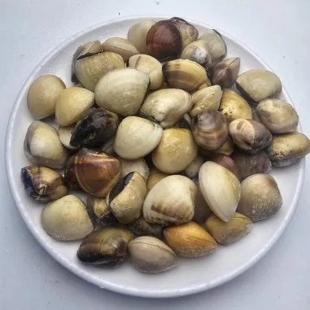 백합조개 5kg 인도네시아 식당 업소용 이미지