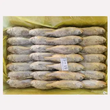 봉화 참조기 3.5kg 소 61미~63미