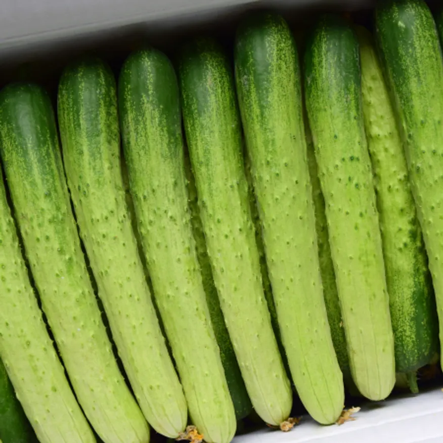 백오이 10kg (상,약 50개,국내산)BOX 백 오이 이미지