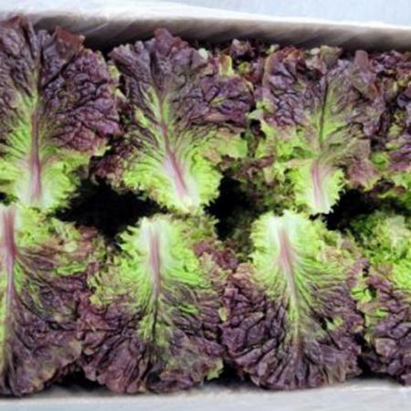 적상추 4kg (상,국내산) 적 상추