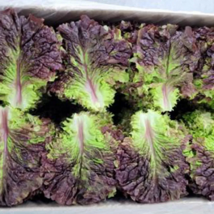 적상추 4kg (상,국내산) 적 상추 이미지