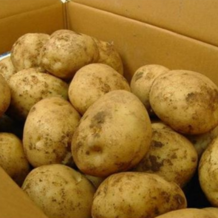 감자 20kg (왕특,국내산)BOX