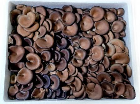 꽃 느타리버섯 2kg (국내산) BOX  느타리 버섯