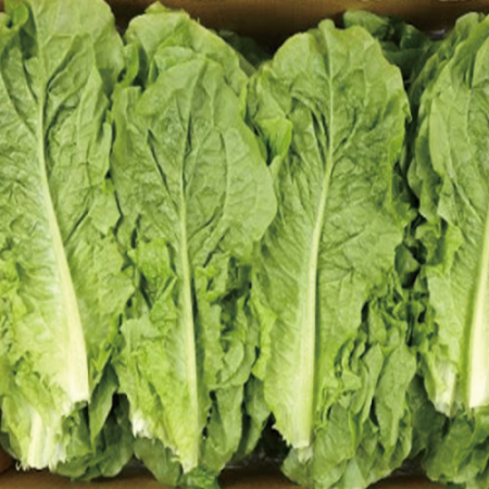 청상추 1kg (특,국내산) 청 상추