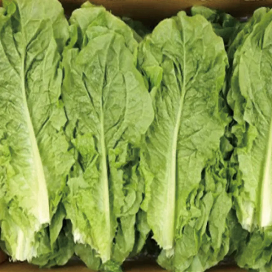 청상추 1kg (특,국내산) 청 상추 이미지