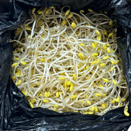 곱슬이 콩나물 3.5kg (±200g)