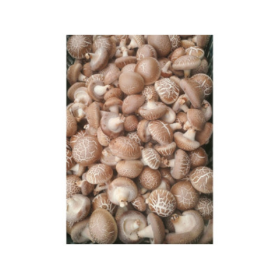 표고버섯(중국산) 1KG