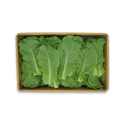 청상추(국내산) 4kg