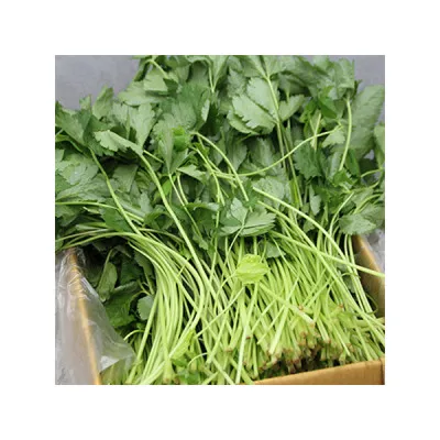참나물(국내산) 4kg