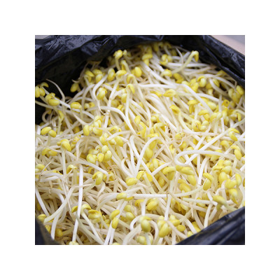 곱슬이콩나물(콩:중국산) 3.5kg