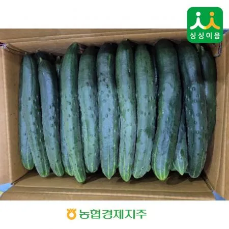 청오이 10kg(상)/50개내외/국내산) BOX