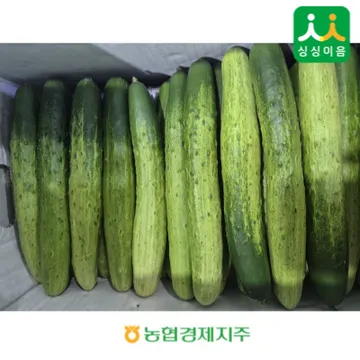 백오이 50개입 내외 (국내산, 특)