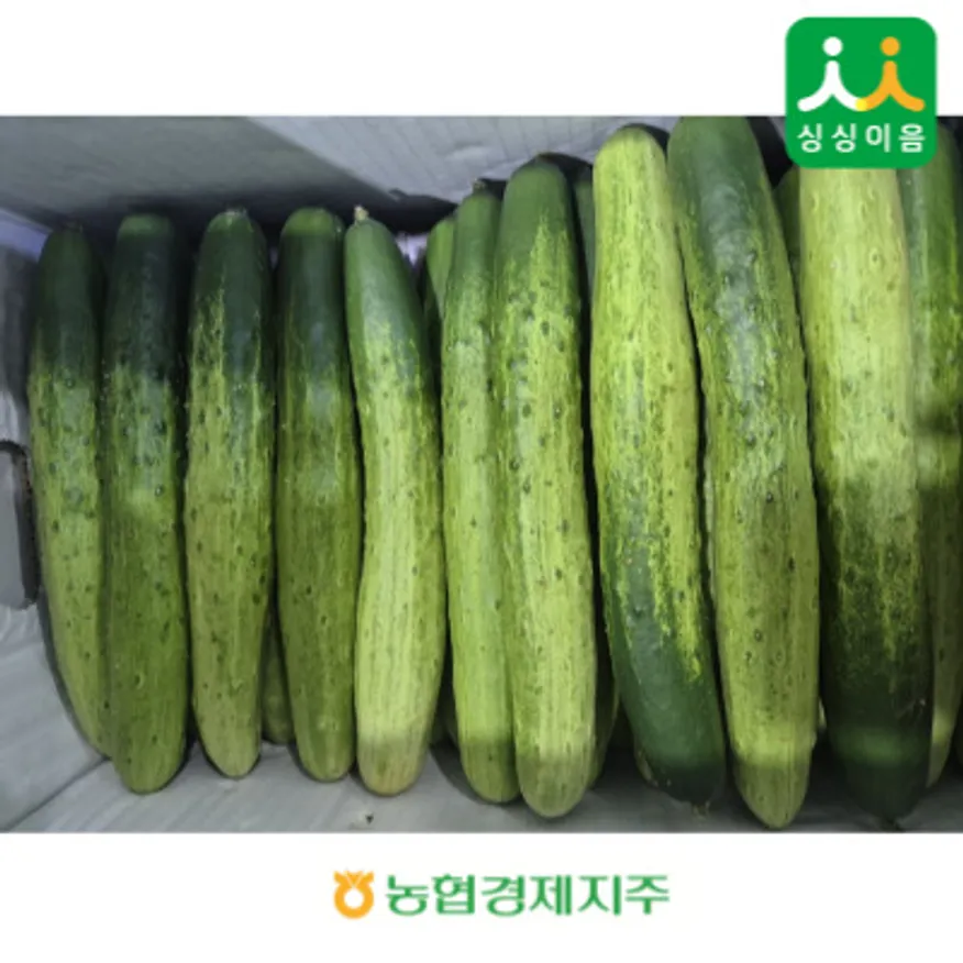 백오이 50개입 내외 (국내산, 특) 이미지