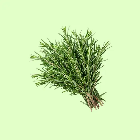 허브 로즈마리 (50g/EA)