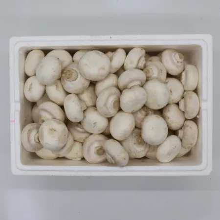 ❤️양송이버섯(실속) 2kg❤️