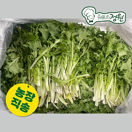 ★농장특가★ 치커리 (상2KG/BOX)  [쉐프의정원 농장직영 채소]