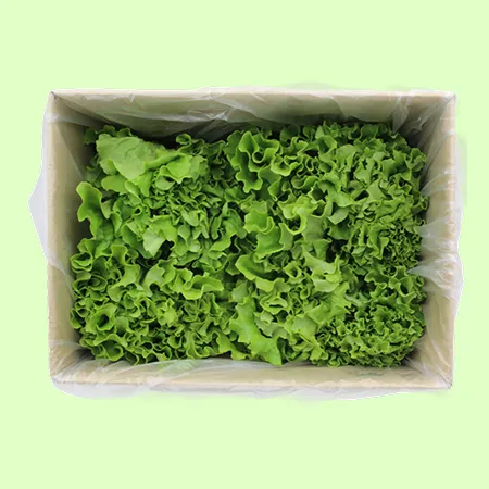 ⭐️프릴아이스 샐러드채소 (2kg/EA)⭐️