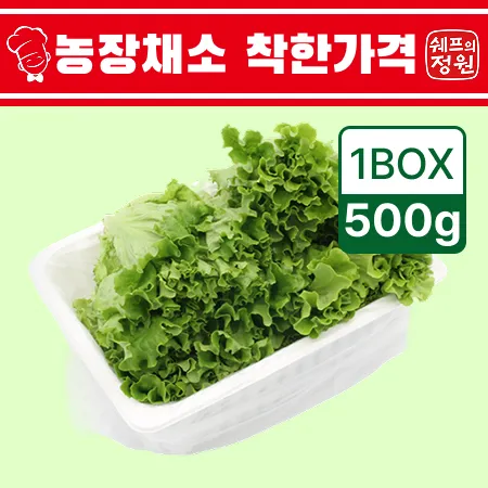 ⭐️카이피라 유럽상추 포기상추 샐러드채소 (500g/EA)⭐️