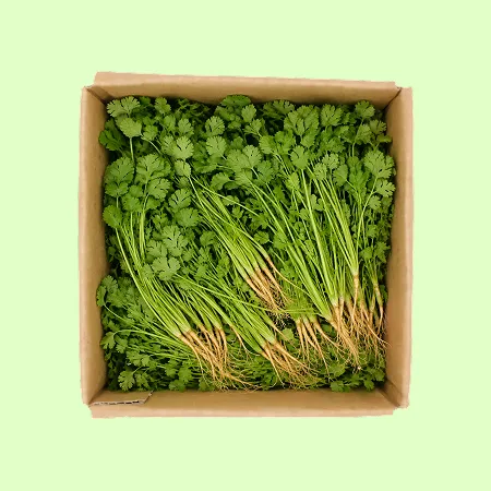 ⭐️고수 (1kg/EA) ⭐️