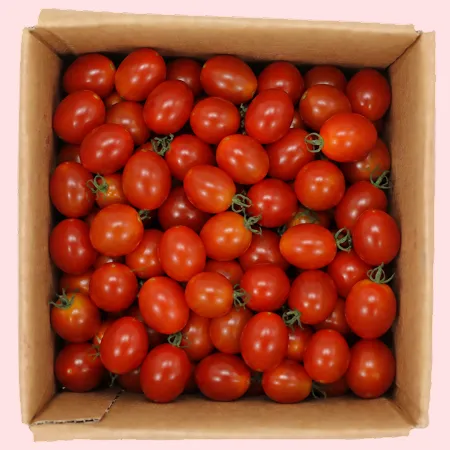 토마토 대추방울 대과 1.5kg
