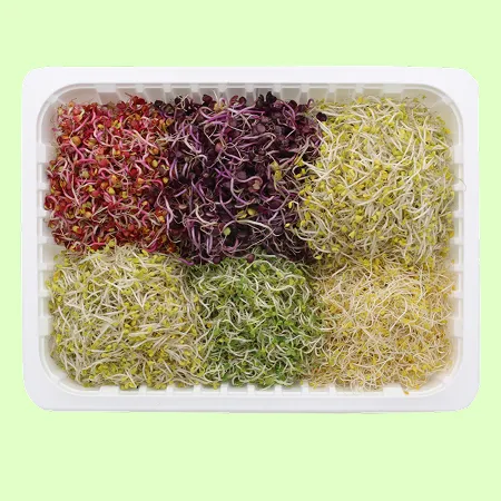 ⭐️모듬새싹 5종 내외 (500g/EA)⭐️