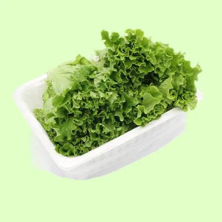 ⭐️카이피라 유럽상추 포기상추 샐러드채소 (500g/EA)⭐️