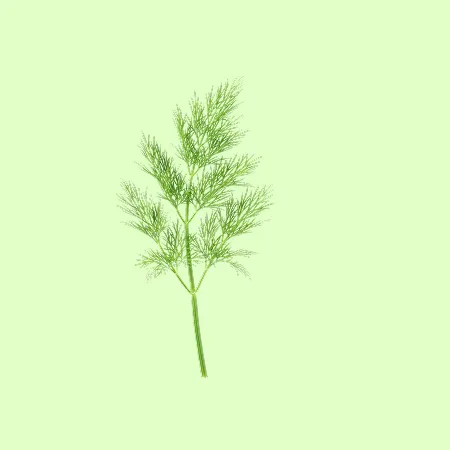 ⭐️허브 딜 DILL (10g/pac) ⭐️