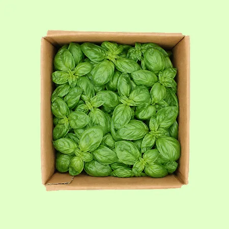 ❤️바질 허브 (1kg/BOX)❤️