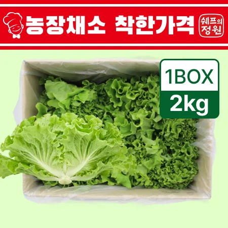 ⭐️카이피라 유럽상추 포기상추 샐러드채소 (2kg/EA)⭐️