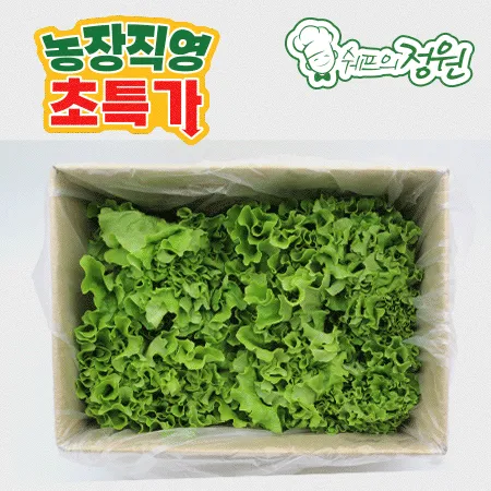 ⭐️카이피라 유럽상추 포기상추 샐러드채소 (2kg/EA)⭐️