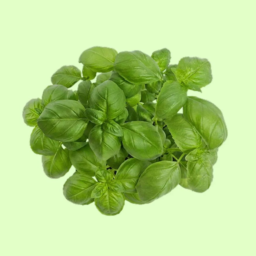 ⭐️허브 바질 (500g/EA️) ⭐️ 이미지