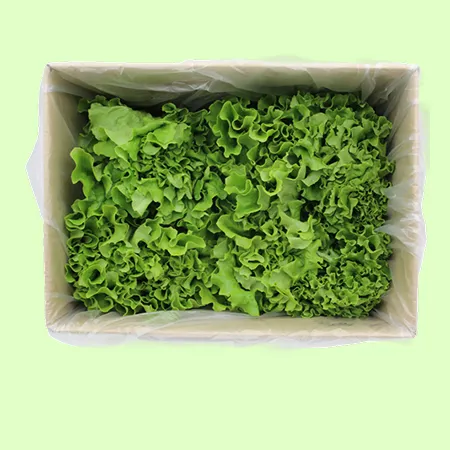 ⭐️카이피라 유럽상추 포기상추 샐러드채소 (2kg/EA)⭐️