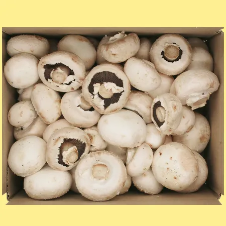 버섯  양송이 버섯(실속) 1kg