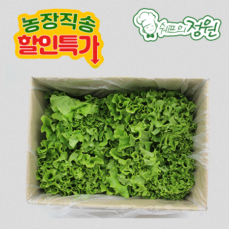 ⭐️카이피라 유럽상추 포기상추 샐러드채소 (2kg/EA)⭐️