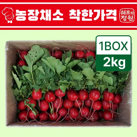 ❤️레디쉬 래디쉬 적환 (2kg./BOX)❤️