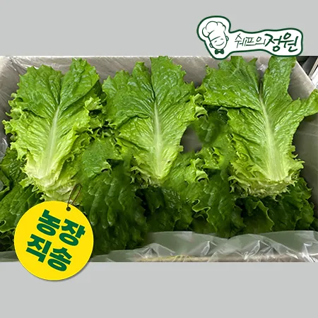 ★농장특가★ 로메인상추 (상2KG/BOX)  [쉐프의정원 농장직영 채소]